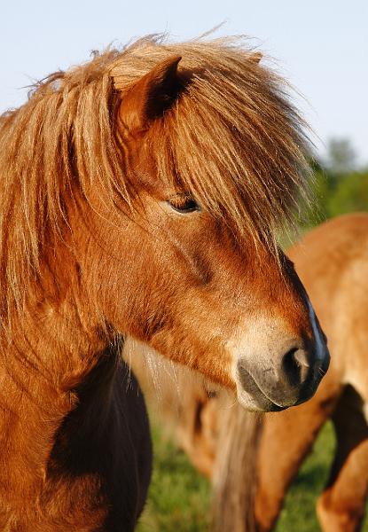 Fjandi von Heidmoor h.jpg